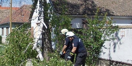Leszakadt faág miatt volt szükség a tűzoltókra Leszakadt faág miatt volt szükség a tűzoltókra