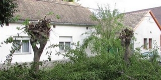 Favágás Lánycsókon: válaszolt az E. ON, szerintük nem történt károkozás