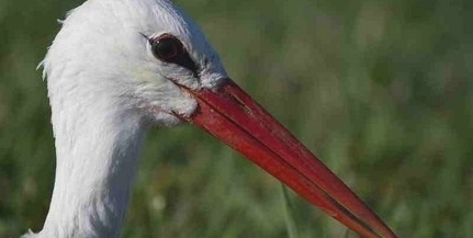 Ismét a gólyák nyomába eredhetünk Béda-Karapancsán