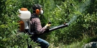 Hétfő éjjel permetezik a hársfákat Mohácson