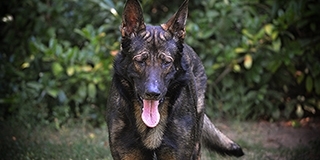 Az állatok körében is népbetegségnek számít a pollenallergia, úgy szenvednek, ahogy mi