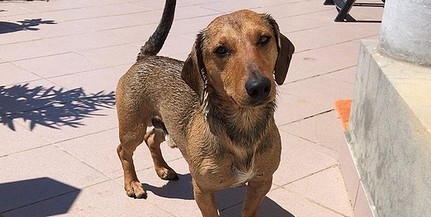 Bercinek nem igazán jön be az élet a benzinkúton, nem tanult még bele a szakmába Bercinek nem igazán jön be az élet a benzinkúton, nem tanult még bele a szakmába