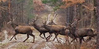 Szarvasbőgést hallgathatunk éjjel Bédában