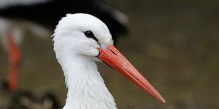 Százkilencven gólyapár költött idén a megyében, a legtöbb Kölkeden és Mohácson