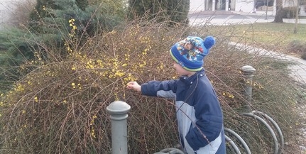 Mohácson is tavasz van, nyílik az aranyeső Mohácson is tavasz van, nyílik az aranyeső