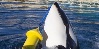 Először tanult meg kardszárnyú delfin emberi szavakat utánozni Először tanult meg kardszárnyú delfin emberi szavakat utánozni