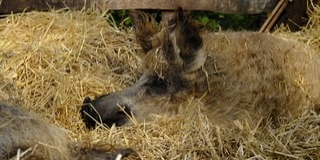 Jövő pénteken kezdődik a mangalica fesztivál Budapesten