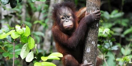 Mészárlás: több mint százezer orangutánt öltek meg Borneón