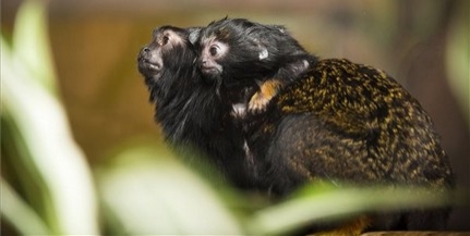 Aranykezű tamarin született a Nyíregyházi Állatparkban
