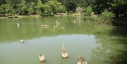 Hamarosan indul a békamentés, várják az önkénteseket Hamarosan indul a békamentés, várják az önkénteseket