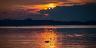 Jövő héttől vetítik a Vad Balaton című természetfilmet