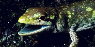 A biológia és az evolúció tette zölddé egy gyíkcsoport vérét A biológia és az evolúció tette zölddé egy gyíkcsoport vérét