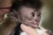 A gondozók nevelik a kéthetes kapucinusmajmot