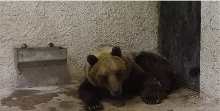 A Szegedi Vadasparkban gondozzák a medvét