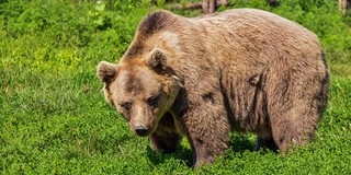 Szabadon engedték a kóborló medvét éjszaka
