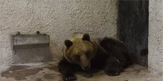 Már nincs nyomkövető az országjáró medvén