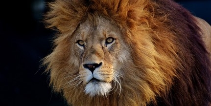 Kiszökött egy oroszlán a ketrecéből, evakuálták az állatkertet