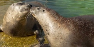 Pénteken rendezik az Állatkertek Éjszakáját, Pécsett ezúttal ráadás is lesz