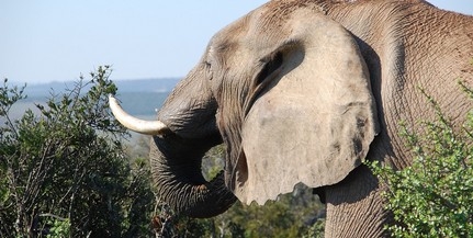 Mintegy kilencven elefántot mészároltak le Botswanában