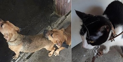 Állati kegyetlenség: egy viskóban tartottak láncon kutyákat és macskákat Pellérden