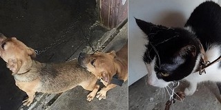 Állati kegyetlenség: egy viskóban tartottak láncon kutyákat és macskákat Pellérden