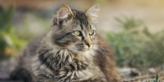 Kismacskát mentettek ki egy kútból a tűzoltók