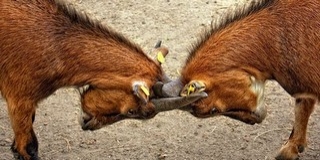 Apa és fia akciózott: szétvertek egy szentlőrinci bárt, a fiú bottal okozott sérülést