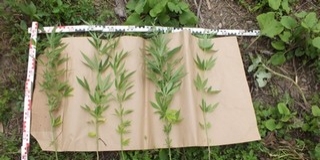 Drogot termesztett háza udvarán, vádat emelhetnek