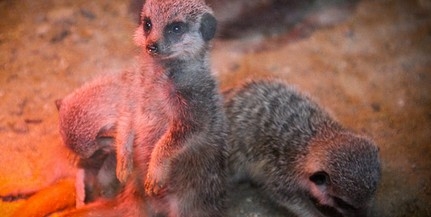 Bővült a társaság: újabb szurikátakölykök születtek a Pécsi Állatkertben