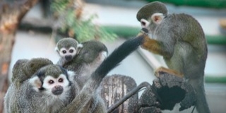 Mókusmajmok születtek az állatkertben, a pécsi a legnépesebb csapat Európában - Videó!