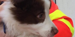 Kiskutyát mentettek a mentősök, beültették a sofőrfülkébe, majd a gazdi is előkerült