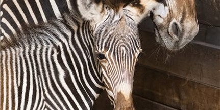 Grévy-zebra született a Nyíregyházi Állatparkban