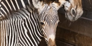 Grévy-zebra született a Nyíregyházi Állatparkban Grévy-zebra született a Nyíregyházi Állatparkban