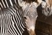 Grévy-zebra született a Nyíregyházi Állatparkban