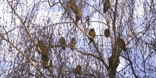 Ismét számba veszik az erdei fülesbaglyokat - Baranyában több mint ezer egyed élhet