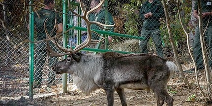 Szia, Öcsi! Elpusztult a Pécsi Állatkert közönségkedvence, a tavaly érkezett rénszarvas Szia, Öcsi! Elpusztult a Pécsi Állatkert közönségkedvence, a tavaly érkezett rénszarvas