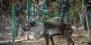 Szia, Öcsi! Elpusztult a Pécsi Állatkert közönségkedvence, a tavaly érkezett rénszarvas Szia, Öcsi! Elpusztult a Pécsi Állatkert közönségkedvence, a tavaly érkezett rénszarvas