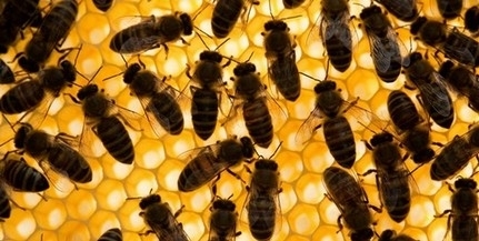 Méhek pusztultak el egy állatgyógyászati készítménytől