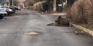 Kátyúban dagonyázott egy vaddisznó a lakótelepen - Videó!