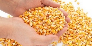 Vádat emeltek a kukoricás baranyai csalók ellen