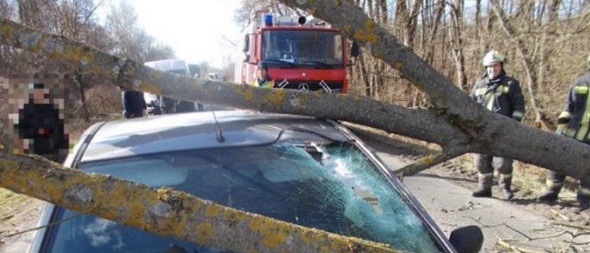 Fákat döntött ki, tetőket bontott meg Baranyában a viharos erejű szél Fákat döntött ki, tetőket bontott meg Baranyában a viharos erejű szél
