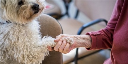 Nudli, a terápiás kutya segíti a foglalkozásokat
