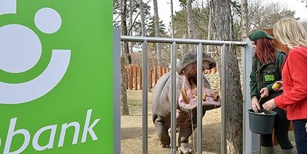 Elkelt Bálint, azaz Süti - Magyar tulajdonban lévő bank fogadta örökbe a Pécsi Állatkert vízilovát