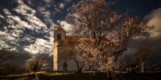 Óriási diadal: a pécsi havi-hegyi mandulafa lett az Év Európai Fája!