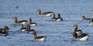 Több ezer vadlúd telelt idén is a Mohácsi-szigeten
