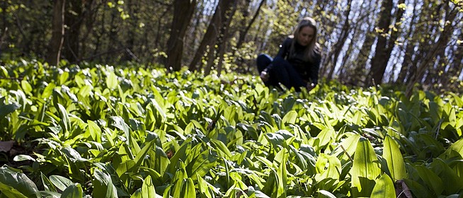 A Baranyában medvehagymát gyűjtők túlnyomó többsége betartja a szabályokat