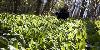 A Baranyában medvehagymát gyűjtők túlnyomó többsége betartja a szabályokat