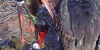 Megjelent az első tojás a bekamerázott gemenci gólyafészekben