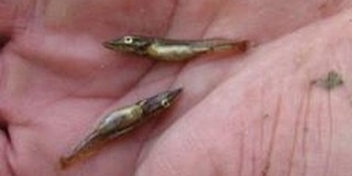 Csukaivadékokat telepítettek a Dunába és a Drávába