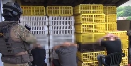 Vádat emelt az ügyészség: külföldi nézői is voltak a mohácsi kutyaviadalnak - Videó! Vádat emelt az ügyészség: külföldi nézői is voltak a mohácsi kutyaviadalnak - Videó!